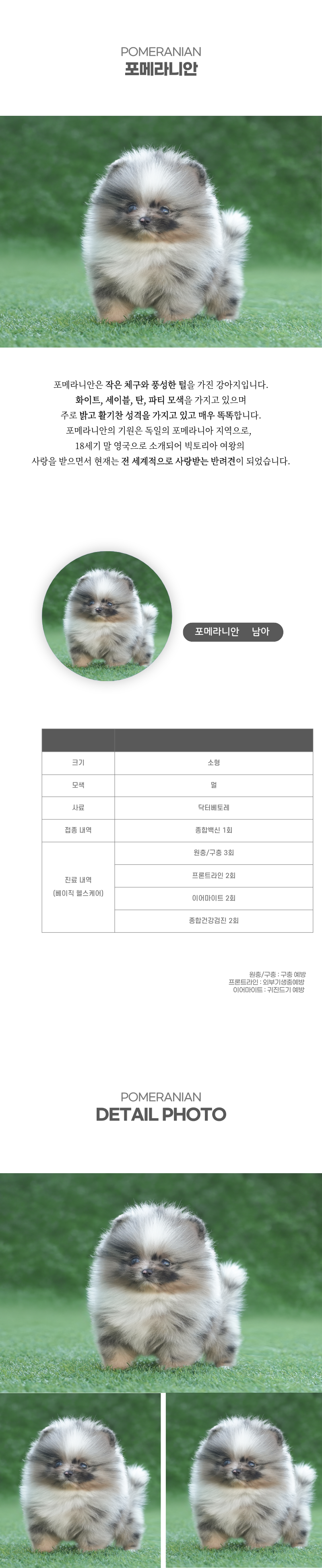 포메라니안_상세이미지_2